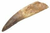 Massive, Real Spinosaurus Tooth - Partial Root! #214323-1